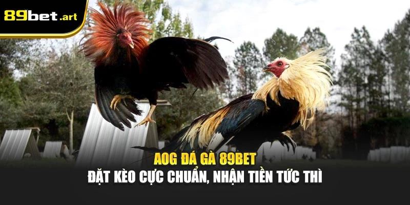 AOG Đá Gà 89Bet - Đặt Kèo Cực Chuẩn, Nhận Tiền Tức Thì