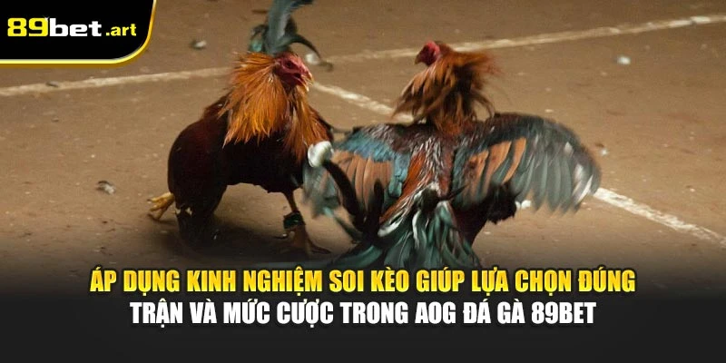 Áp dụng kinh nghiệm soi kèo giúp lựa chọn đúng trận và mức cược trong AOG đá gà 89Bet