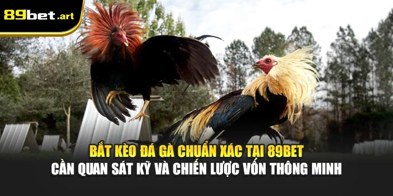 Bắt kèo đá gà chuẩn xác tại 89Bet cần quan sát kỹ và chiến lược vốn thông minh