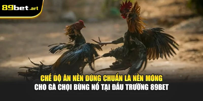 Chế độ ăn nền đúng chuẩn là nền móng cho gà chọi bùng nổ tại đấu trường 89Bet