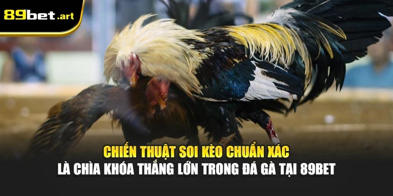 Chiến thuật soi kèo chuẩn xác là chìa khóa thắng lớn trong đá gà tại 89Bet