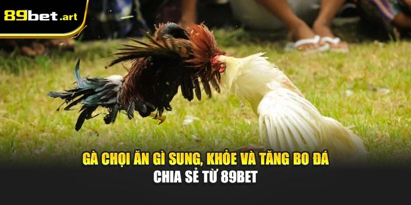 Gà Chọi Ăn Gì Sung Khỏe Và Tăng Bo Đá - Chia Sẻ Từ 89Bet