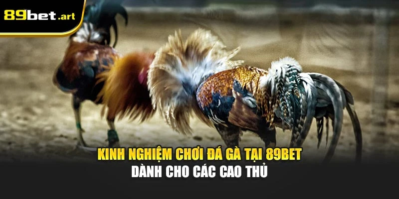 Kinh Nghiệm Chơi Đá Gà Tại 89Bet Dành Cho Các Cao Thủ