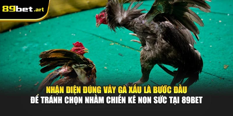 Nhận diện đúng vảy gà xấu là bước đầu để tránh chọn nhầm chiến kê non sức tại 89Bet
