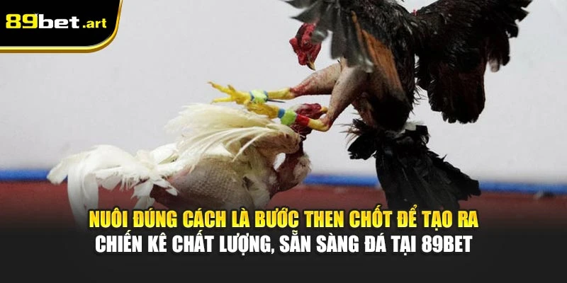 Nuôi đúng cách là bước then chốt để tạo ra chiến kê chất lượng, sẵn sàng đá tại 89Bet