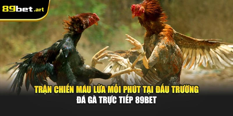 Trận chiến máu lửa mỗi phút tại đấu trường đá gà trực tiếp 89Bet