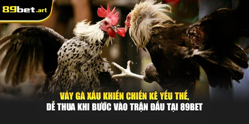 Vảy gà xấu khiến chiến kê yếu thế, dễ thua khi bước vào trận đấu tại 89Bet